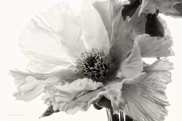 Peonies: Translucent Peony, B&W III by Debra Van Swearingen