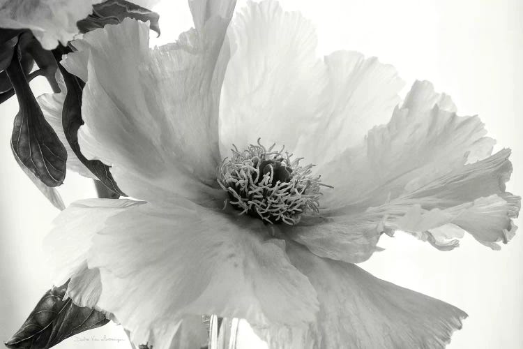 Translucent Peony, B&W IV by Debra Van Swearingen wall art