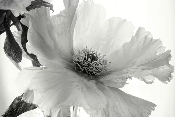 Peonies: Translucent Peony, B&W IV by Debra Van Swearingen