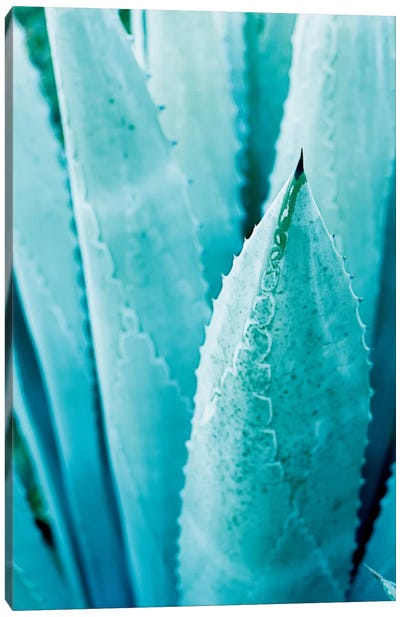 Abstract Agave II Canvas Art Print