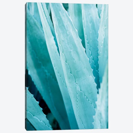 Abstract Agave IV Canvas Print #WAC7218} by Elizabeth Urquhart Canvas Art