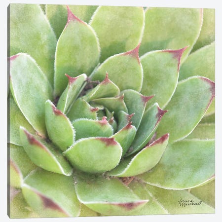 Garden Succulents IV Canvas Print #WAC7285} by Laura Marshall Canvas Art
