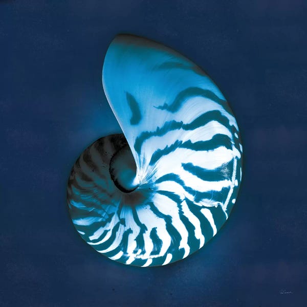 Sea Shells: Cyanotype Sea I by Sue Schlabach