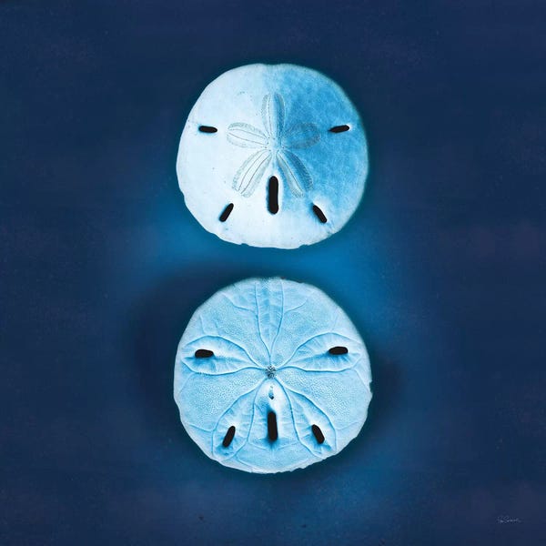Sand Dollars: Cyanotype Sea IV by Sue Schlabach