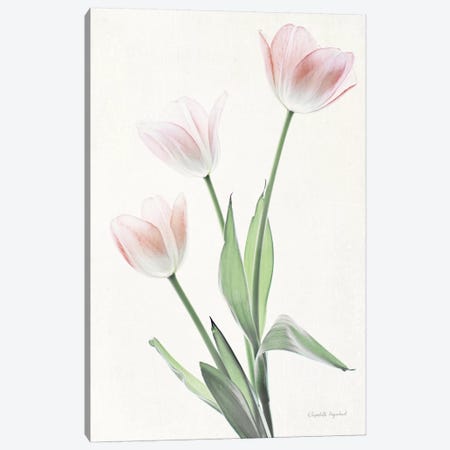 Light And Bright Floral I Canvas Print #WAC7375} by Elizabeth Urquhart Canvas Artwork