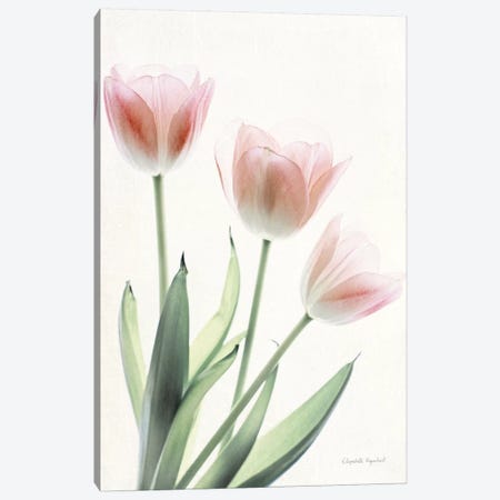 Light And Bright Floral II Canvas Print #WAC7376} by Elizabeth Urquhart Canvas Wall Art