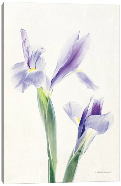 Light And Bright Floral III Canvas Art Print - Elizabeth Urquhart