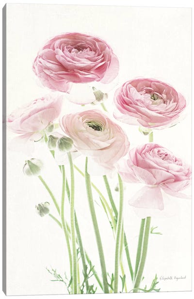 Light And Bright Floral V Canvas Art Print - Ranunculus Art