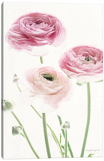 Light And Bright Floral VI Canvas Art Print - Ranunculus Art