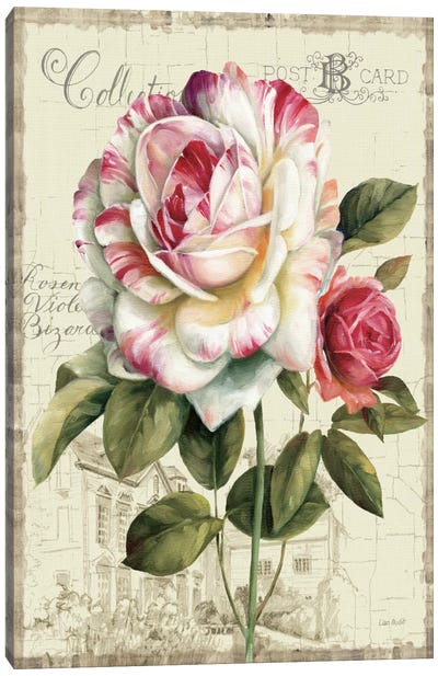 Garden View III Rose Canvas Art Print - Gardening Art