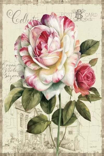 Lisa Audit: Garden View III Rose by Lisa Audit