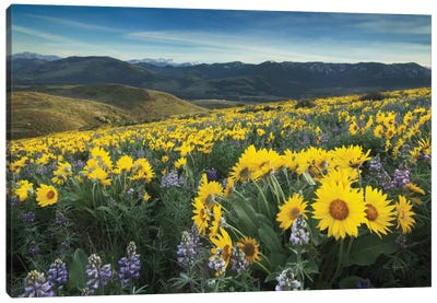 Methow Valley Wildflowers IV Canvas Art Print - Alan Majchrowicz