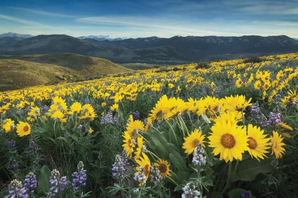 Alan Majchrowicz: Methow Valley Wildflowers IV by Alan Majchrowicz