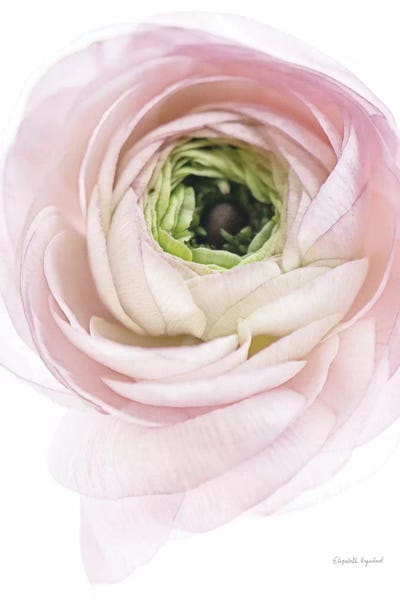 Ranunculi: Pink Lady II by Elizabeth Urquhart