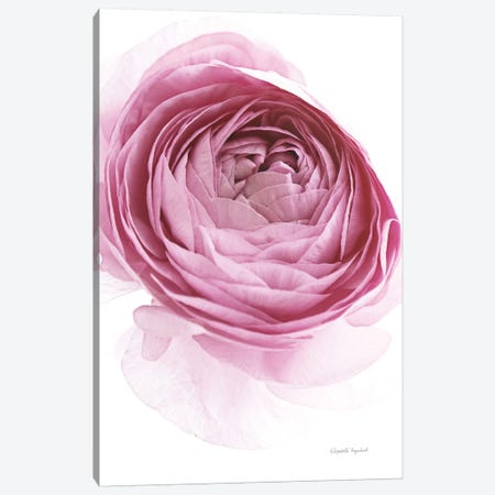 Pink Lady IV Canvas Print #WAC7668} by Elizabeth Urquhart Canvas Art Print