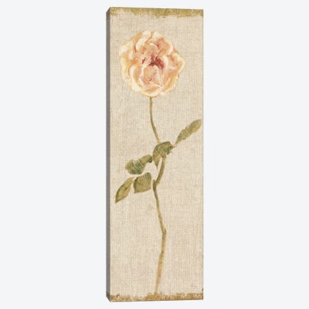 Pale Rose Panel On White, Vintage Canvas Print #WAC8009} by Cheri Blum Canvas Art Print