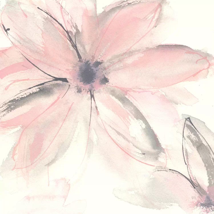 Blush Clematis II by Chris Paschke wall art