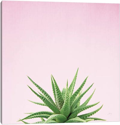 Succulent Simplicity On Pink I  Canvas Art Print