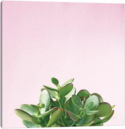 Succulent Simplicity On Pink II Canvas Art Print