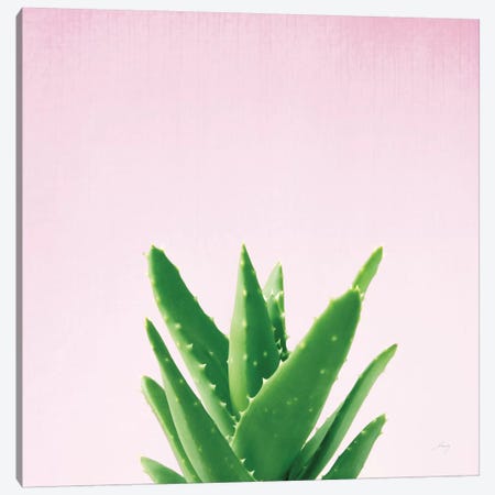 Succulent Simplicity On Pink IV Canvas Print #WAC8084} by Felicity Bradley Canvas Artwork