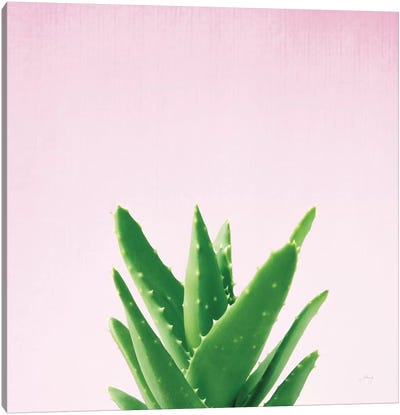 Succulent Simplicity On Pink IV Canvas Art Print