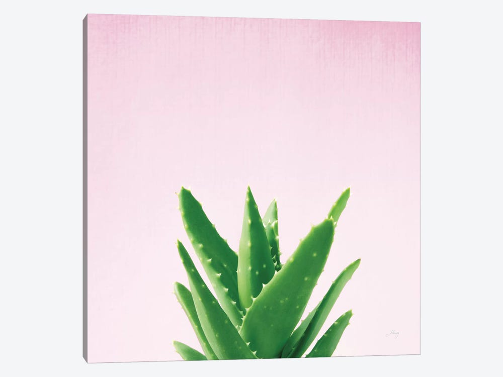 Succulent Simplicity On Pink IV by Felicity Bradley 1-piece Canvas Print
