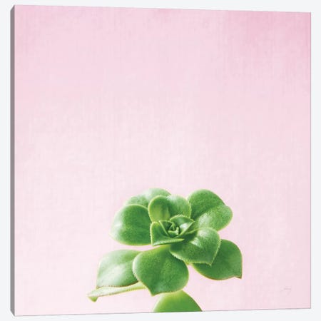 Succulent Simplicity On Pink V Canvas Print #WAC8085} by Felicity Bradley Canvas Artwork
