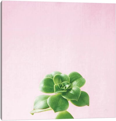 Succulent Simplicity On Pink V Canvas Art Print