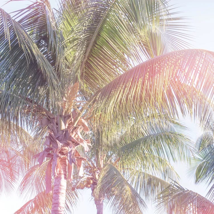 Dream Palm II by Sue Schlabach wall art