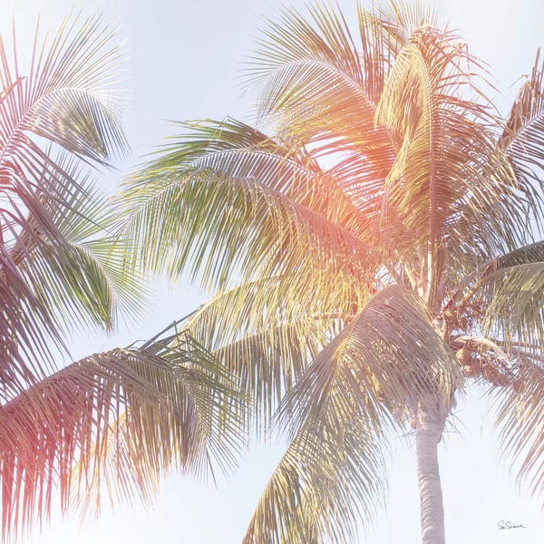 Sue Schlabach: Dream Palm III by Sue Schlabach