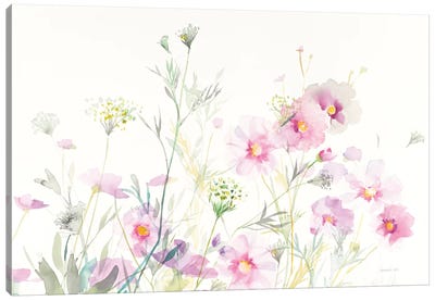 Queen Anne's Lace And Cosmos On White I Canvas Art Print - Danhui Nai