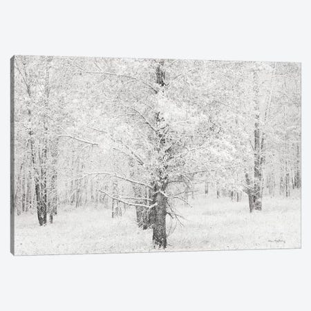 Snow Covered Cottonwood Trees Canvas Print #WAC8667} by Alan Majchrowicz Canvas Wall Art