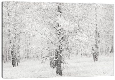 Snow Covered Cottonwood Trees Canvas Art Print - Poplar Tree Art