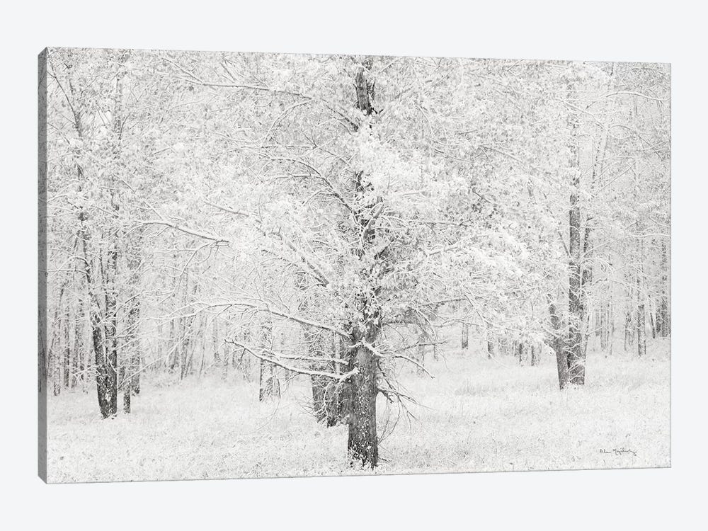 Snow Covered Cottonwood Trees by Alan Majchrowicz 1-piece Canvas Artwork