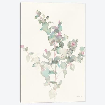 Eucalyptus II Canvas Print #WAC8675} by Danhui Nai Art Print