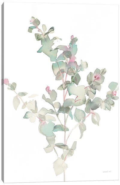 Eucalyptus II, White Canvas Art Print - Eucalyptus Art
