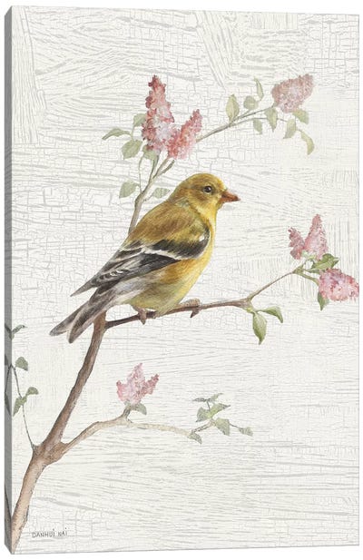 Female Goldfinch, Vintage Canvas Art Print - Finch Art