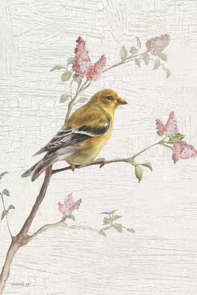 Finches: Female Goldfinch, Vintage by Danhui Nai