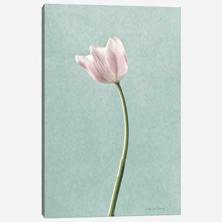 Light Tulips I Harbor Gray Canvas Print #WAC8683} by Debra Van Swearingen Art Print