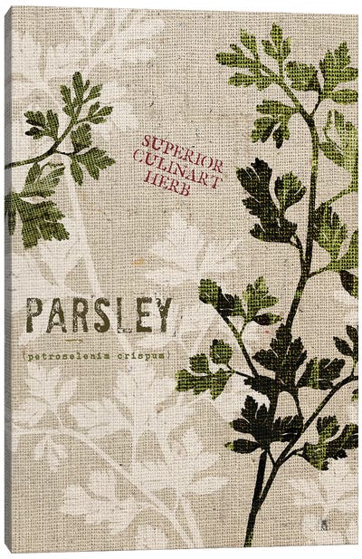 Organic Parsley, No Butterfly Canvas Art Print