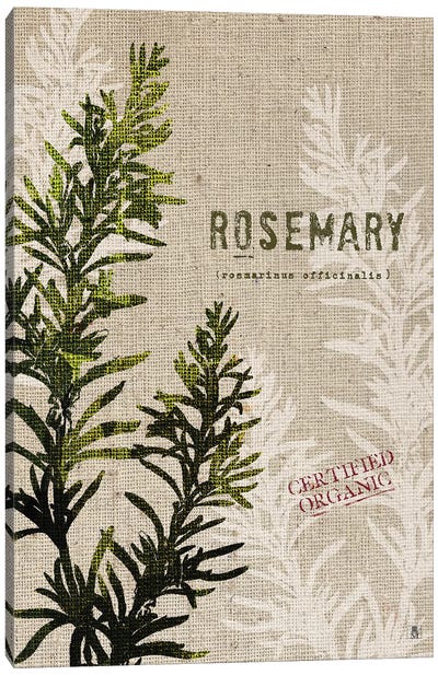 Organic Rosemary, No Butterfly Canvas Art Print - Farmhouse Kitchen Art