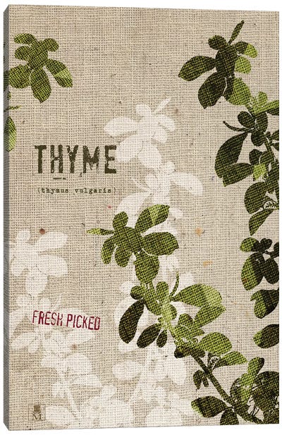 Organic Thyme, No Butterfly Canvas Art Print