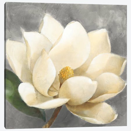 Magnolia Blossom On Gray Canvas Print #WAC8781} by Albena Hristova Canvas Artwork