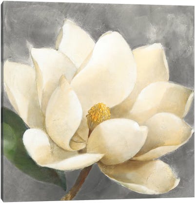 Magnolia Blossom On Gray Canvas Art Print - Magnolias