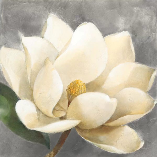 Albena Hristova: Magnolia Blossom On Gray by Albena Hristova