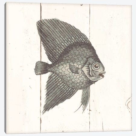 Fish Sketches III Shiplap Canvas Print #WAC8930} by Wild Apple Portfolio Canvas Art Print