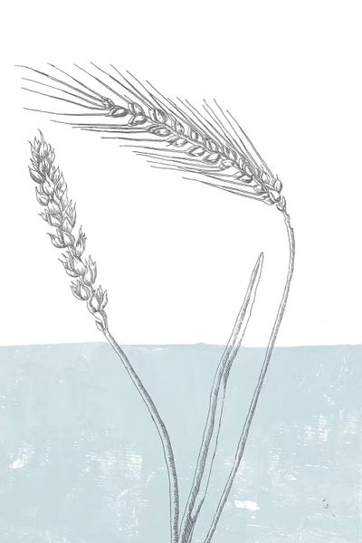 Wheat by Sarah Adams canvas print