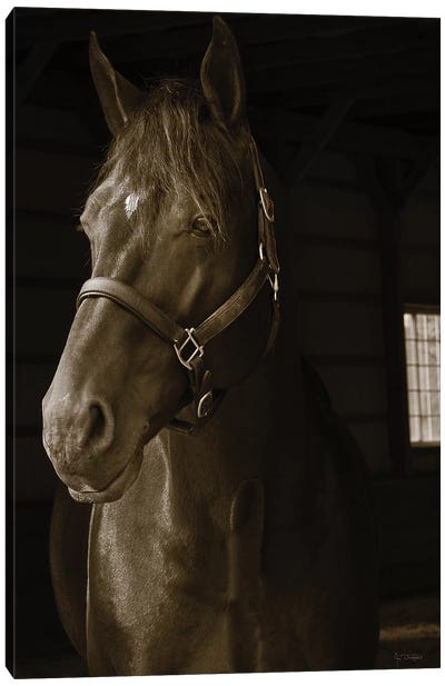 Out Of The Shadows Canvas Art Print - Jim Dratfield