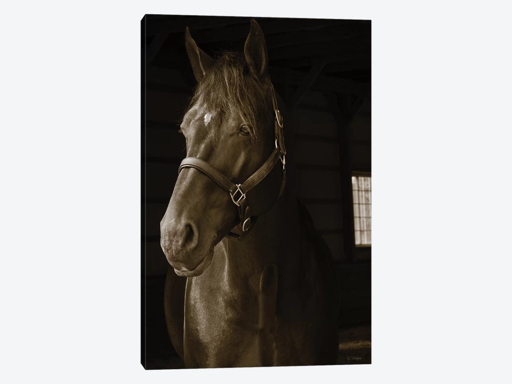 Out Of The Shadows 1-piece Canvas Art