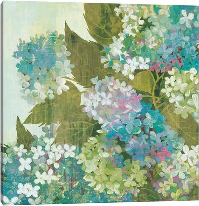 Grandiflora Bloom Canvas Art Print - Kathrine Lovell